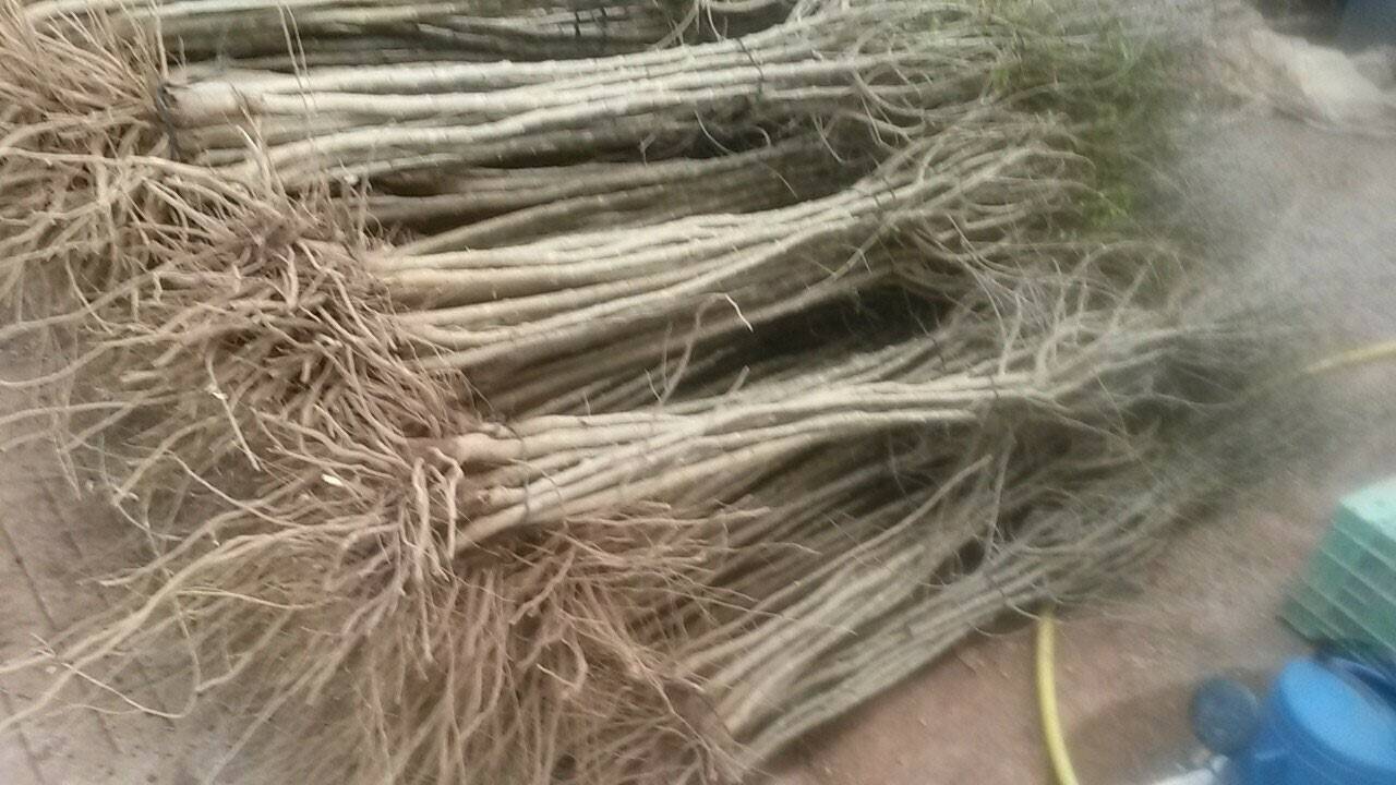 Plantones de granado